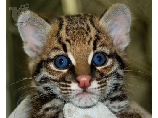 PoulaTo: Caracal, τσιτάχ cubs και Savannah γατάκια